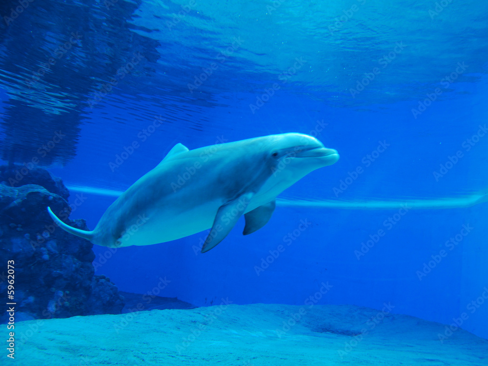 Obraz premium Dolphin swimming in clear blue water aquarium