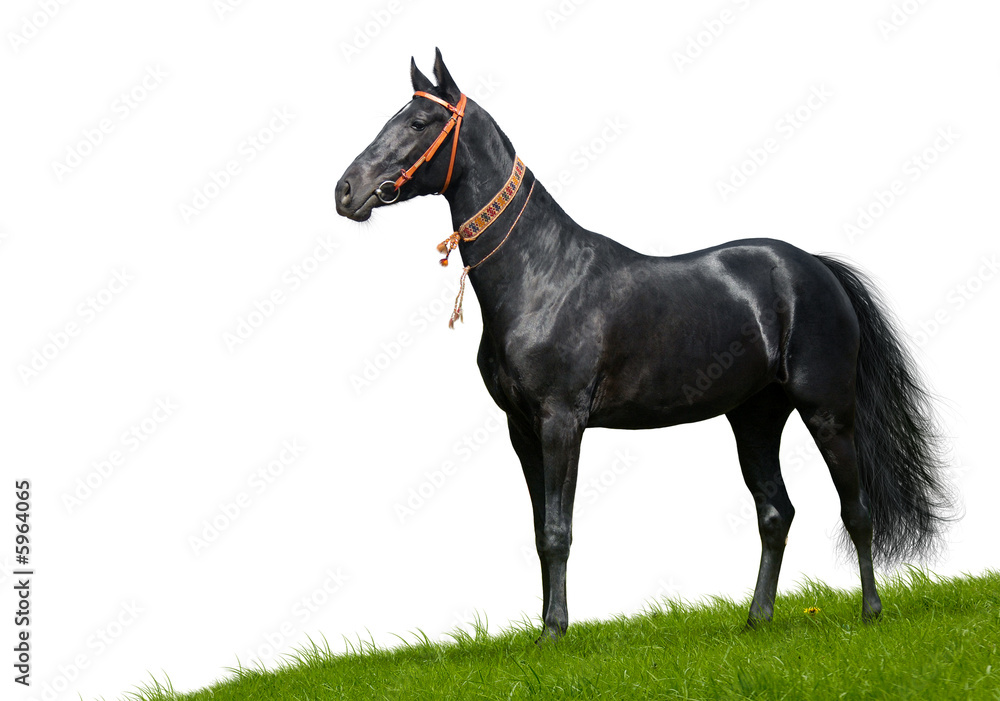 black akhal-teke stallion - isolated on white black akhal-teke stallion - isolated on white