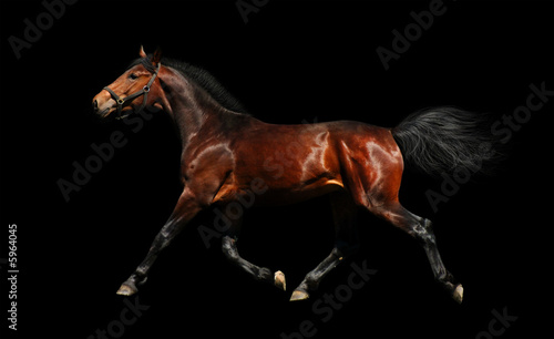 hanoverian stallion trots - isolated on black