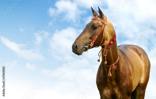 Photos portrait of golden akhal-teke stallion
