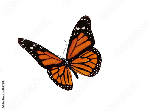 Monarch butterfly © jaddingt