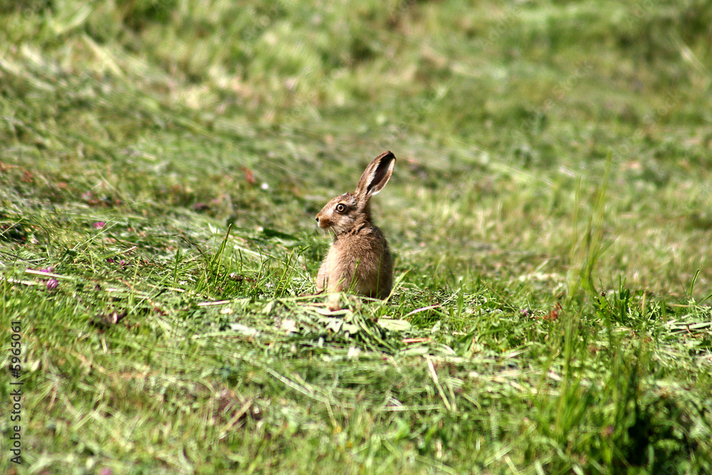 Junger Feldhase im Gras sitzend wie ein Osterhase Junger Feldhase im Gras sitzend wie ein Osterhase