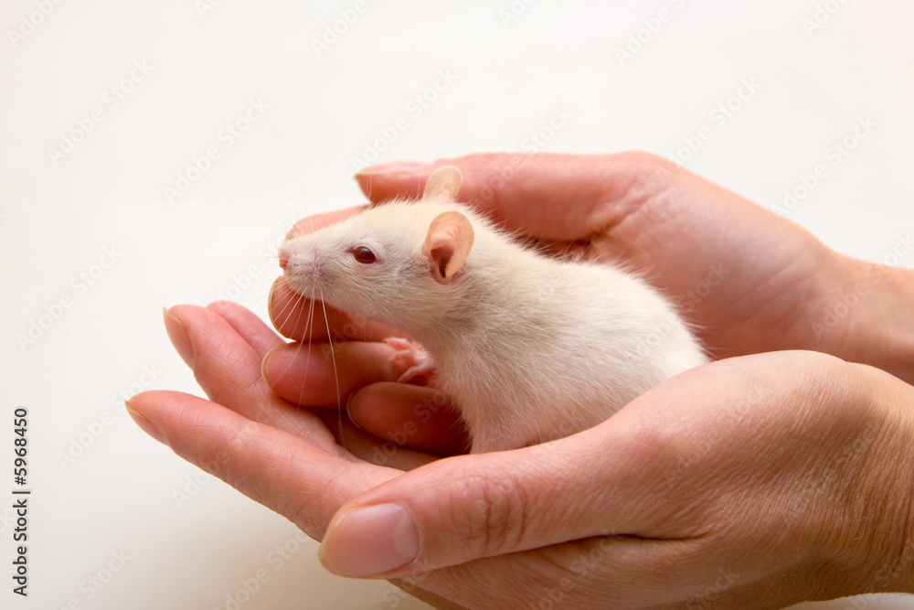 Young rat in hands of the person Young rat in hands of the person