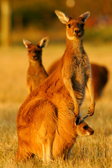 Fototapete Orange Westliches Graues Känguru in Australien  © Kitch Bain