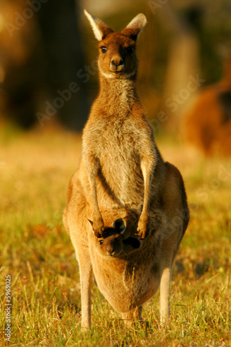 Western Grey Kangaroos