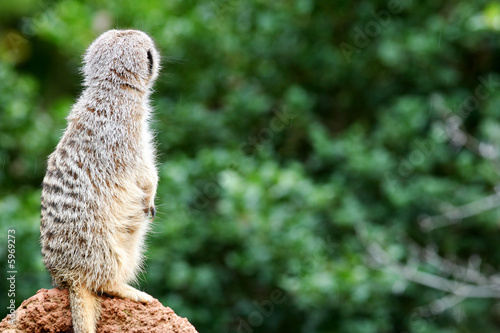 Meerkats © Kitch Bain