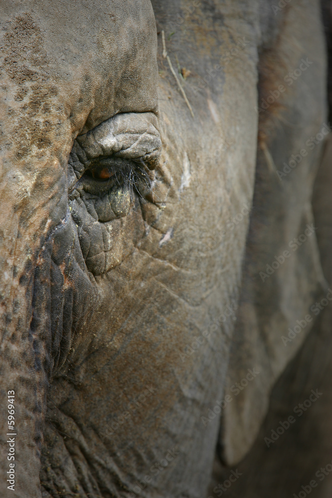 Obraz premium Asian Elephants