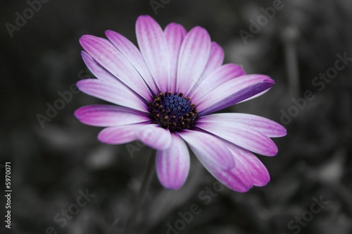 margherita africana