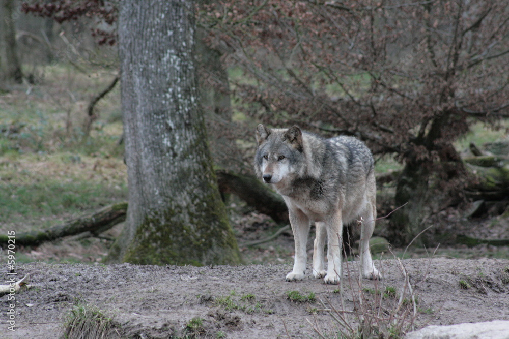 Loup gris
