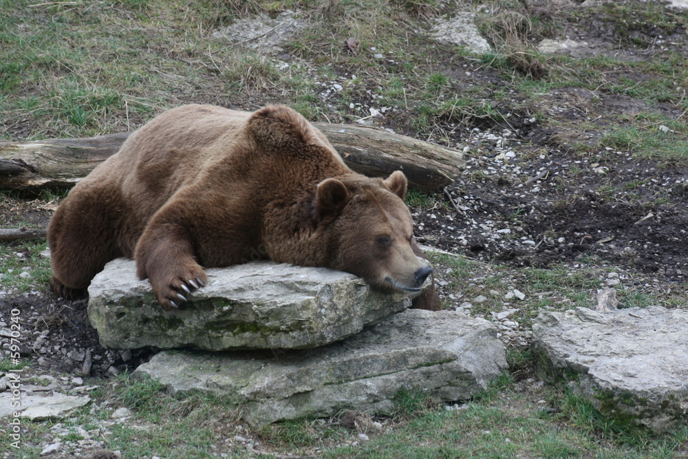 ours brun