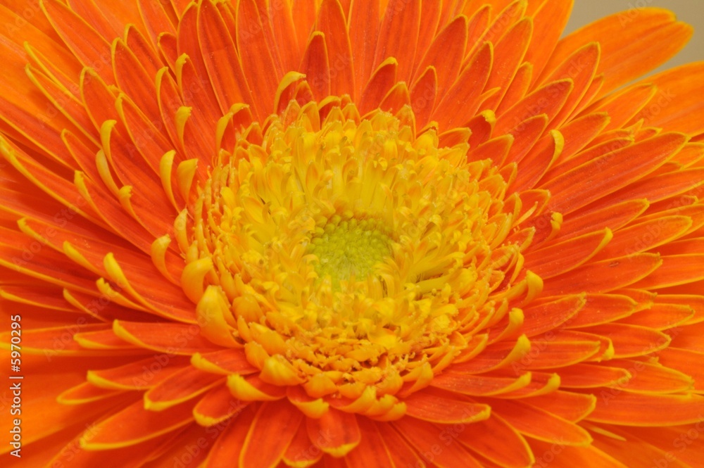 cuore della gerbera cuore della gerbera