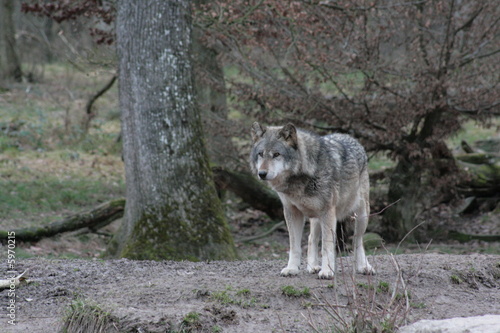 Obraz na płótnie Loup gris w salonie