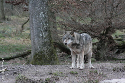 Loup gris