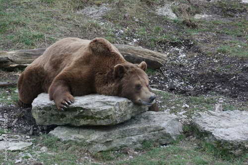 Obraz na płótnie ours brun w salonie