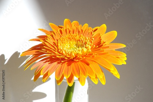 gerbera