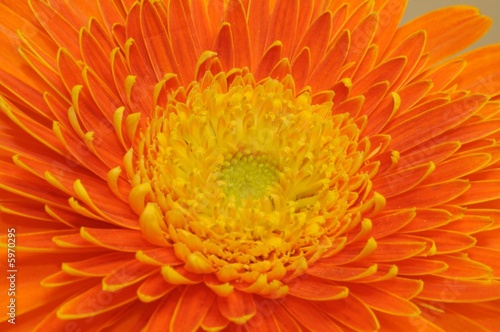cuore della gerbera