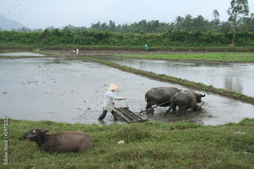 Bauer mit Wasserbüffel in Vietnam