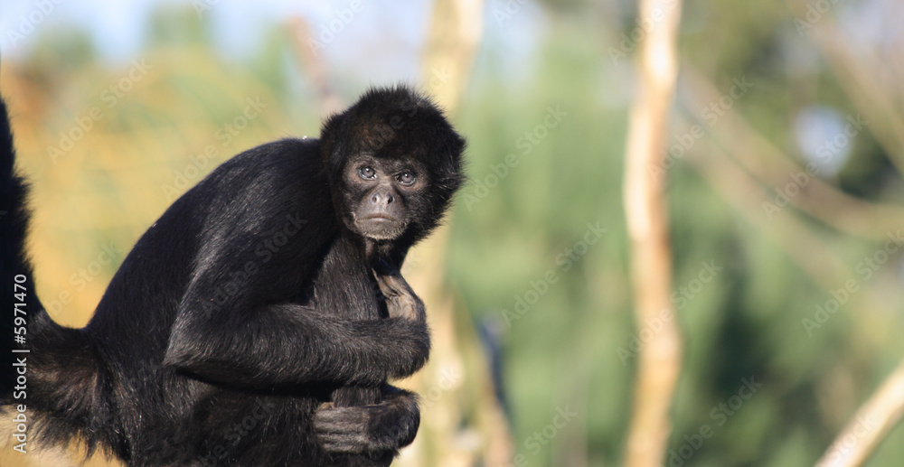 Naklejka premium Colombian Spider Monkey (Ateles fuscieps robustus)