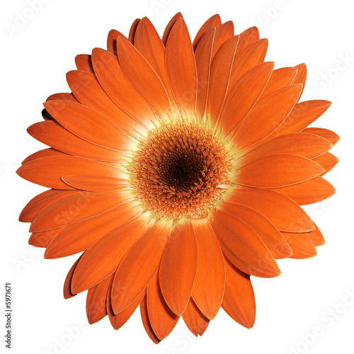 gerbera arancione