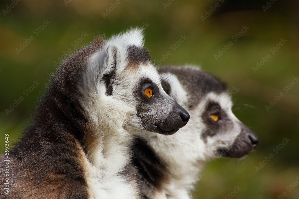 Obraz premium ring-tailed lemur