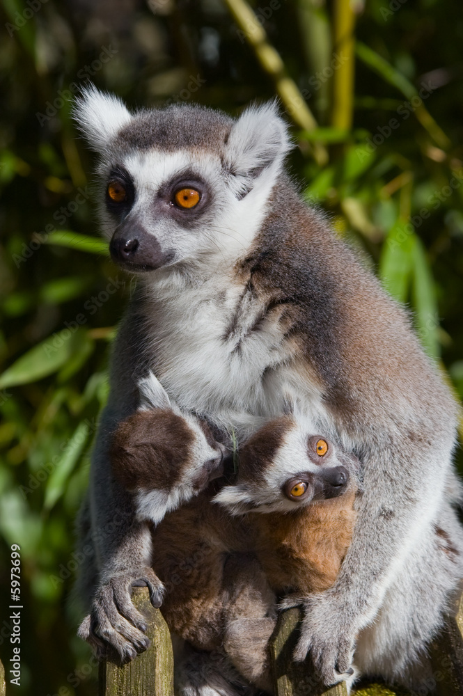 Fototapeta premium baby ring-tailed lemur