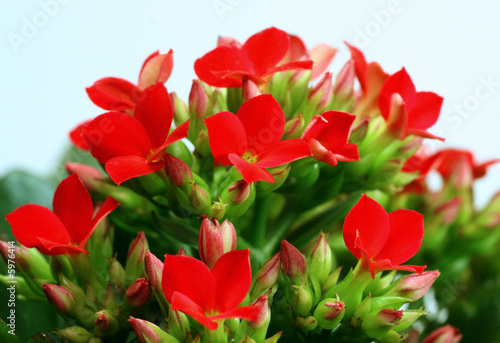 picture of red kalanchoes