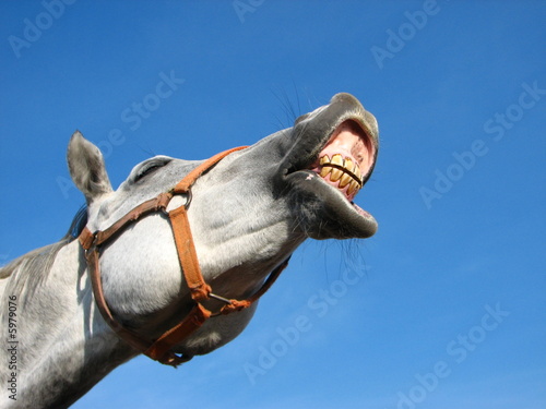 Obraz na płótnie Neighing horse