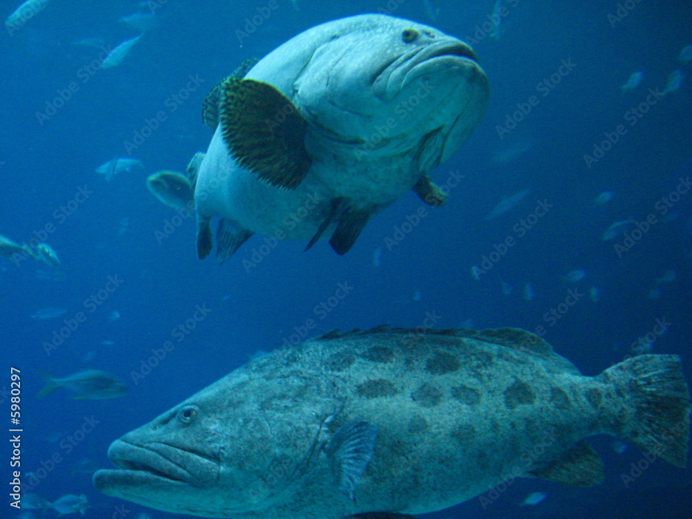 Fototapeta premium Fish Friends