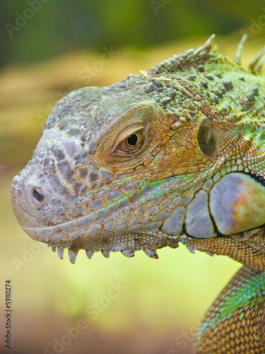 Iguana Head