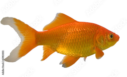 a type of goldfish called a comet on white