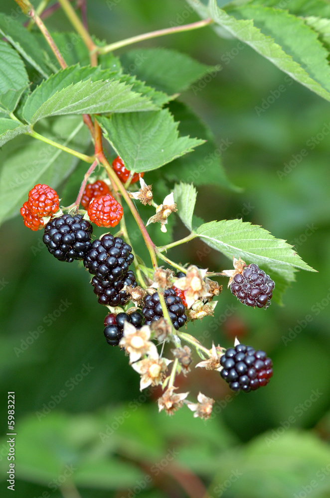 Brombeeren Brombeeren