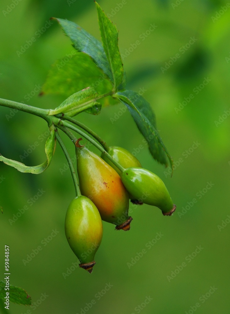 Obraz premium Hagebutte 04