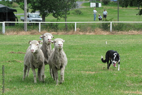 Working dog photo