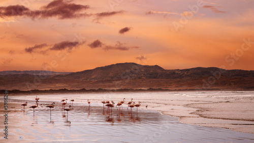 Fotografie Flamingoes on the beach, Atlantic coast of Namibia