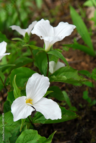 White Trillium blooming in woodlands 