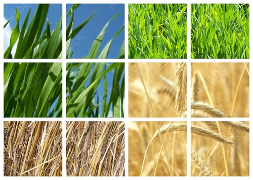 wheat in four different stages of growning collage photo
