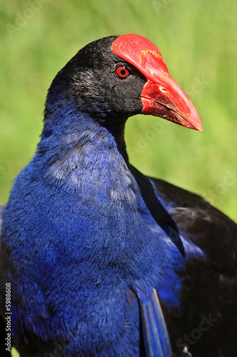 Purple Swamp Hen (Porphyrio Porphyrio)