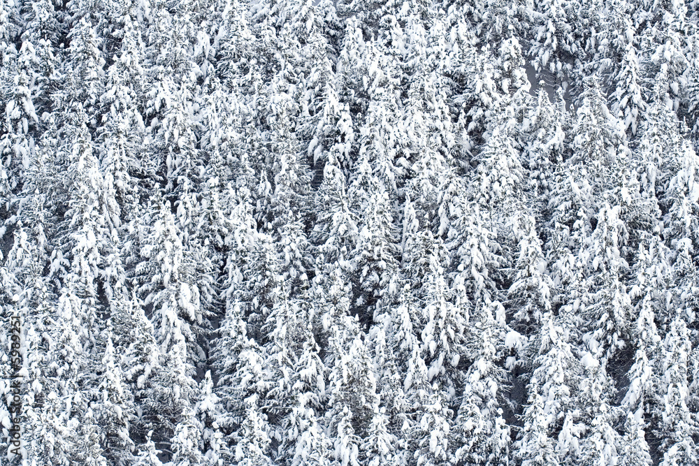 background made with snow covered pine trees