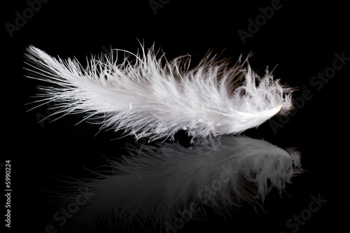Photos Plume et douceur