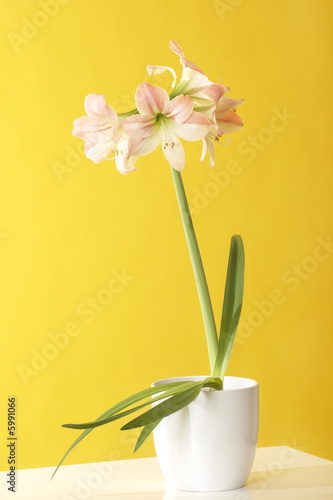 Fototapeta Naklejka Na Ścianę i Meble -  amaryllis