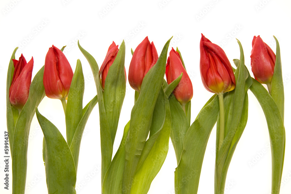 Naklejka premium red tulips