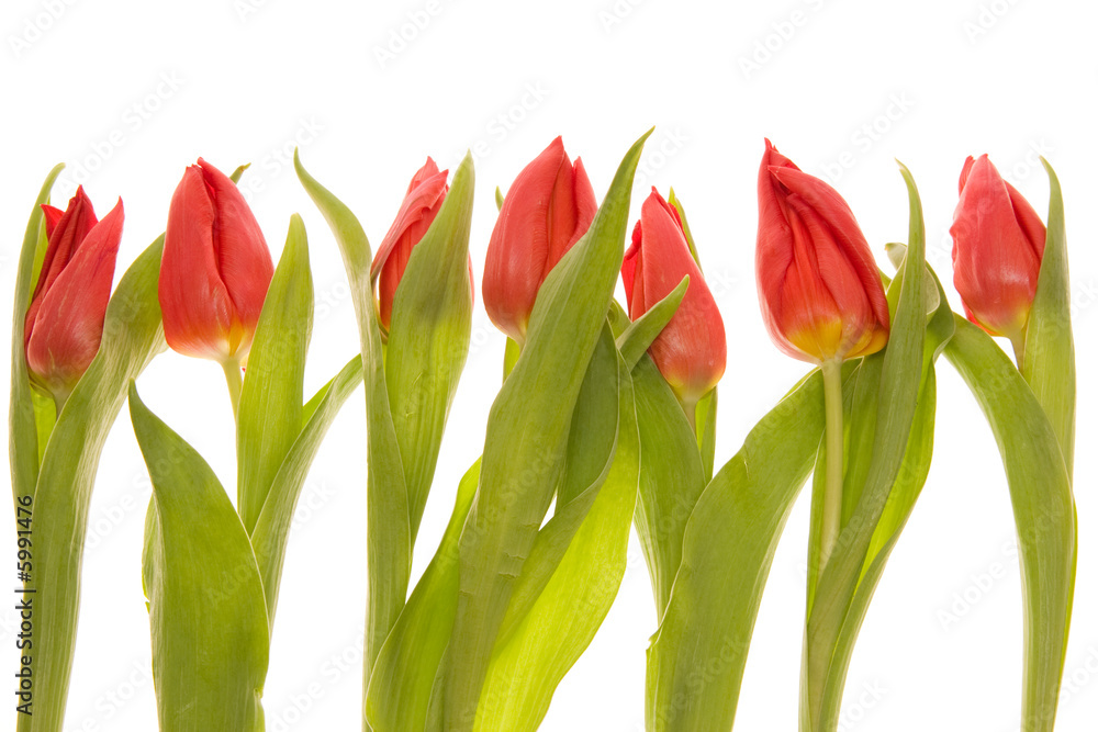 Fototapeta premium red tulips