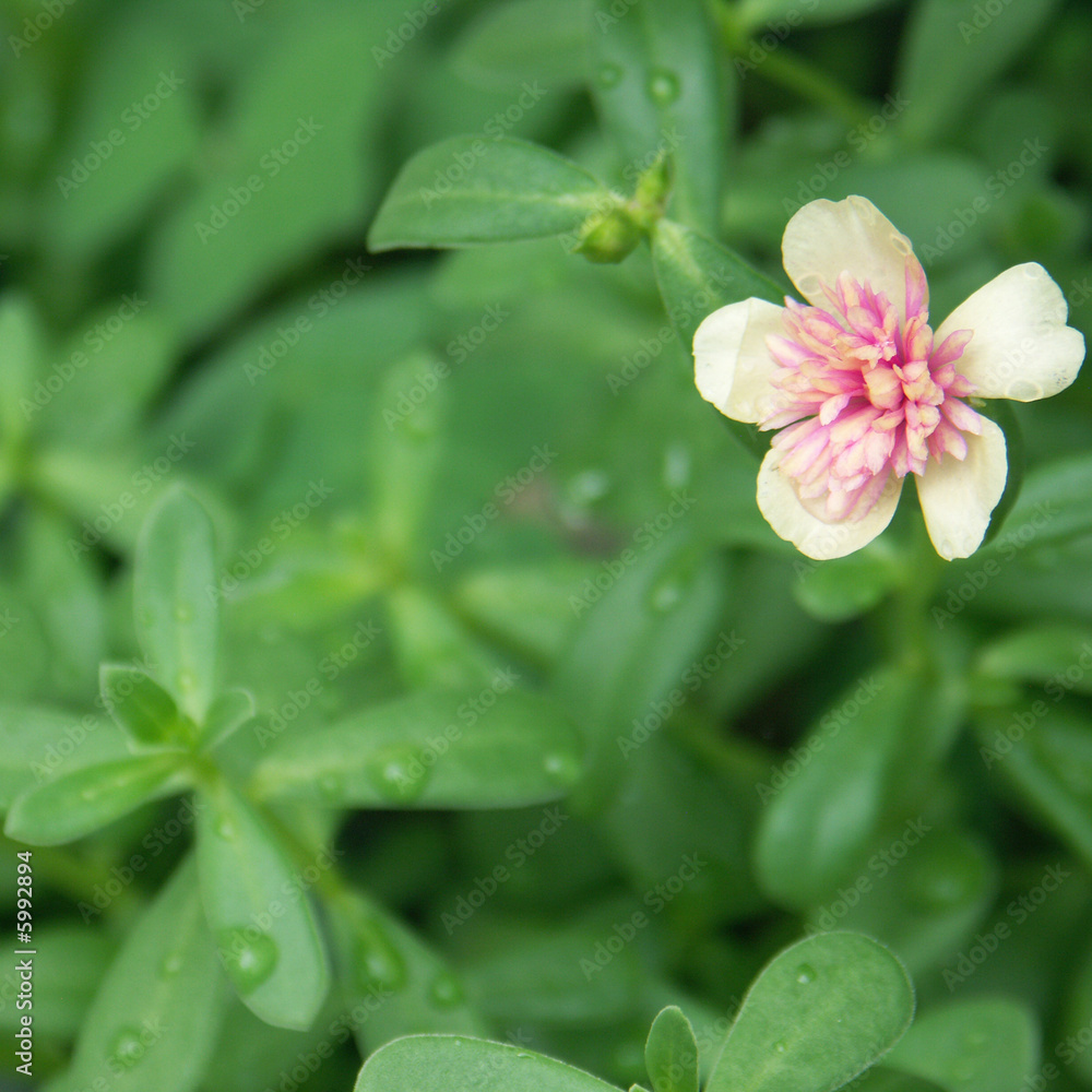 Obraz premium pourpier