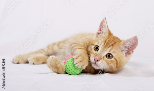 Babykatze mit ball photo