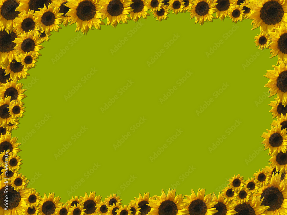 Sonnenblumen-Rahmen auf grünem Hintergrund Stock-Illustration | Adobe Stock