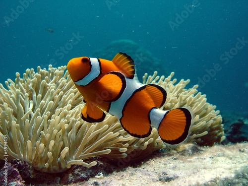 Fotografia Clownfish and anemone