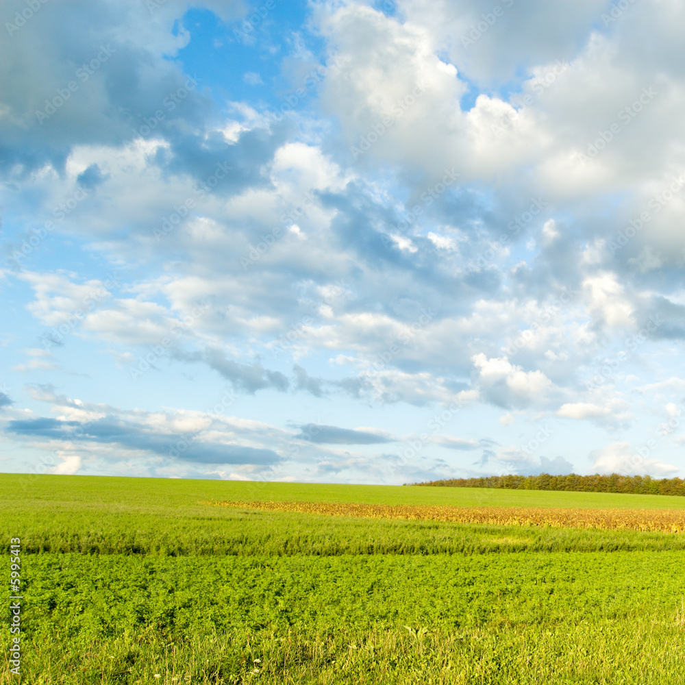 Green field and blue sky