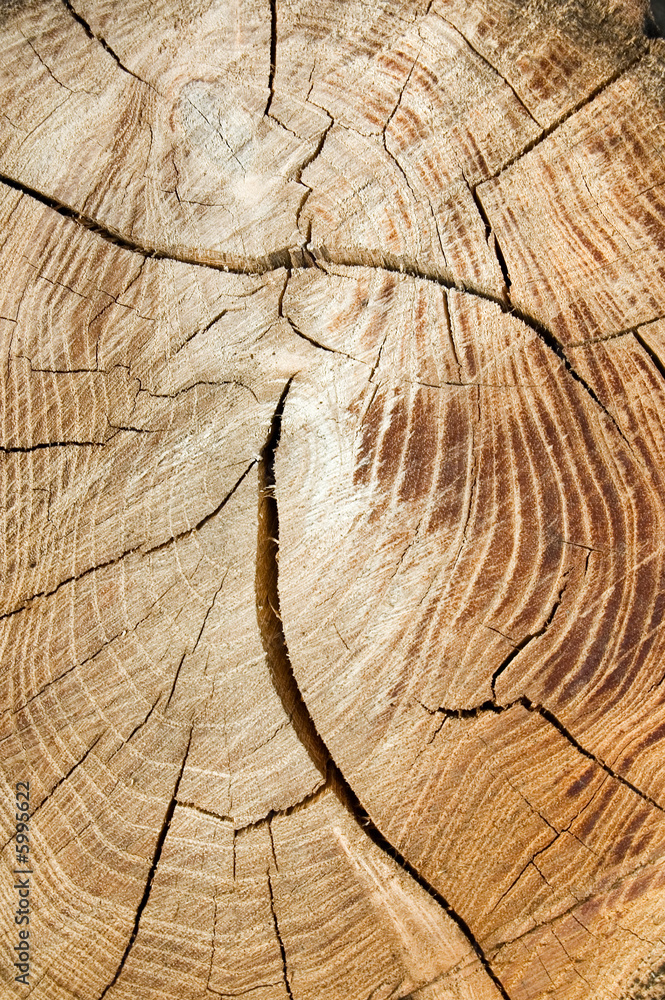Fototapeta premium wooden texture