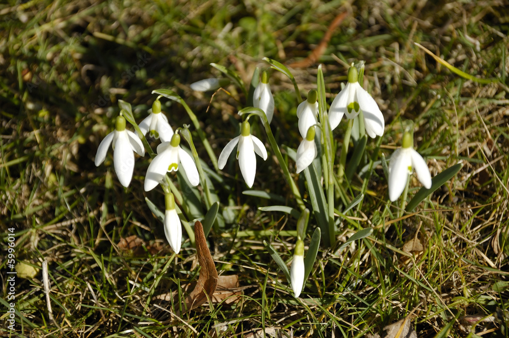 Schneegloeckchen Schneegloeckchen
