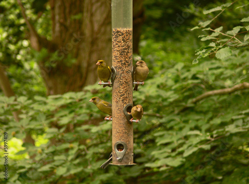 Finches on a Feeder